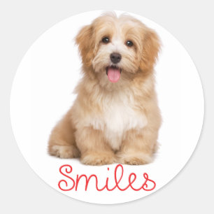 Adesivo Redondo Smile Havanese Tan Puppy Dog Hello