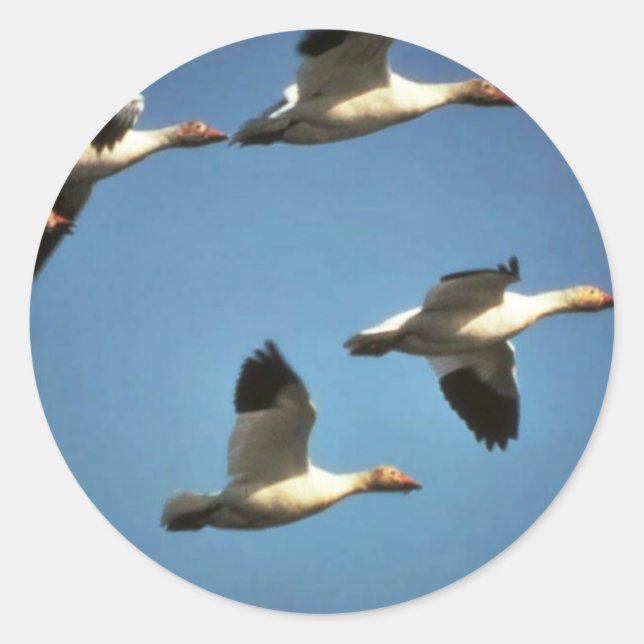 Adesivo Redondo Snow Geese em Voo (Frente)