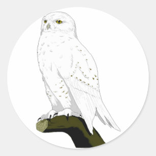 Adesivo Redondo Snow Owl