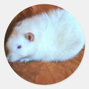 Adesivo Redondo Snowball White Rat Sticker