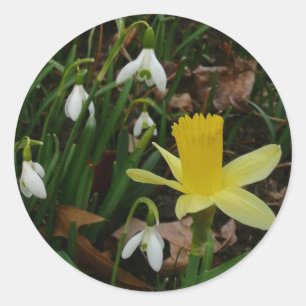 Adesivo Redondo Snowdrops e o Daffodil saltam cedo floral