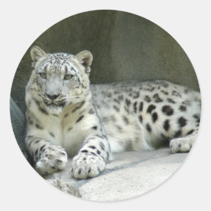 Adesivo Redondo SnowLeopardM003