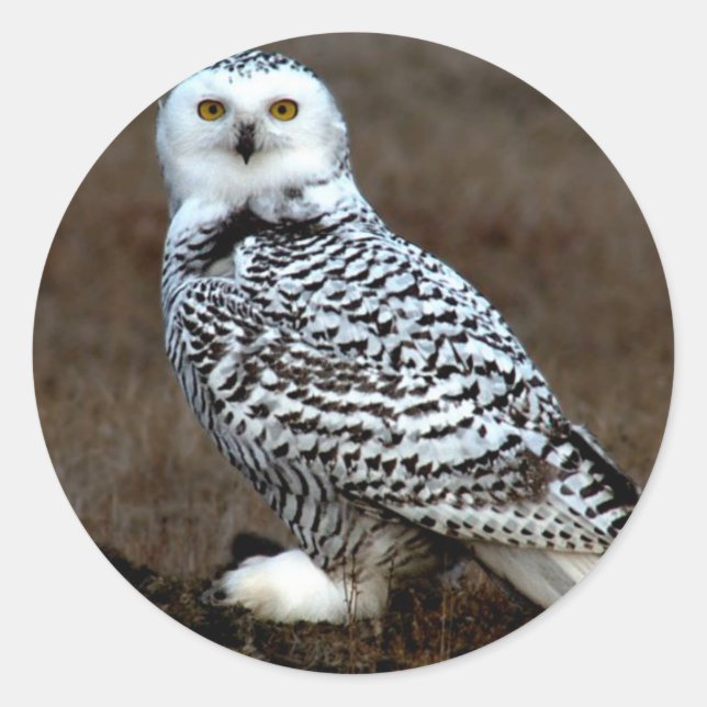 Adesivo Redondo Snowy Owl (Frente)
