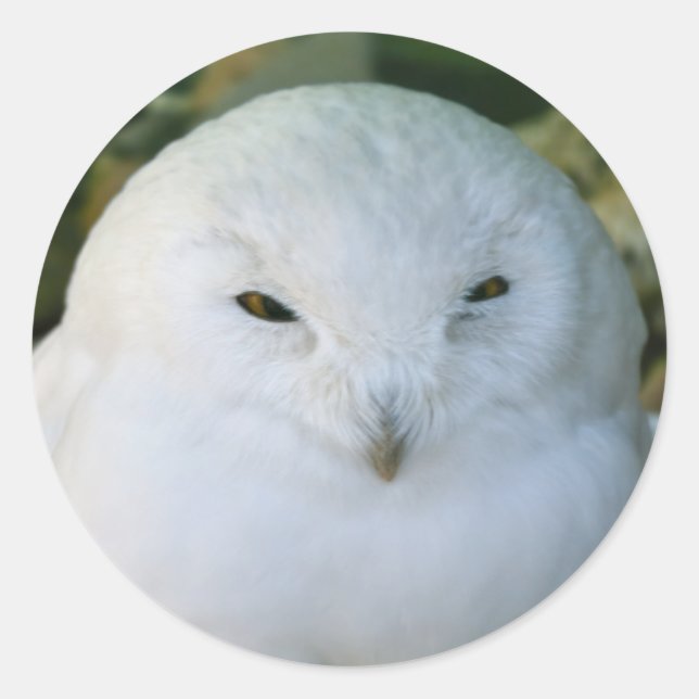 Adesivo Redondo Snowy Owl (Frente)