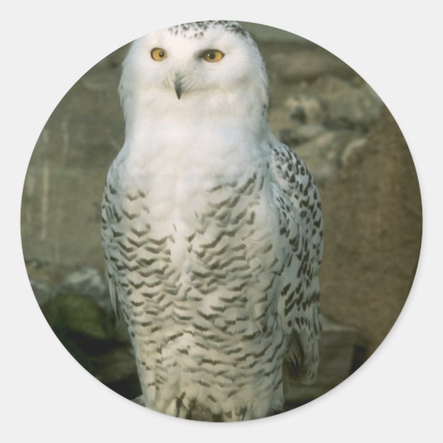 Adesivo Redondo Snowy Owl (Frente)