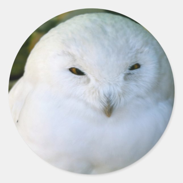Adesivo Redondo Snowy Owl (Frente)