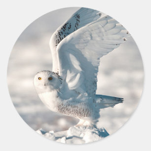 Adesivo Redondo Snowy Owl a sair da neve