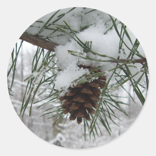 Adesivo Redondo Snowy Pine Branch Winter Nature Fotografia (Frente)