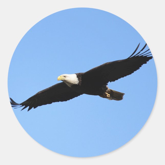 Adesivo Redondo Soar da águia-calda (Frente)