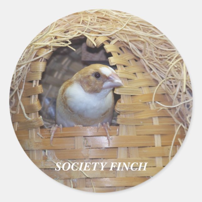 ADESIVO REDONDO SOCIETY FINCH STICKER (Frente)