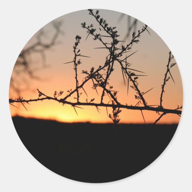Adesivo Redondo Sol africano com silhueta espinhal de acácia (Frente)