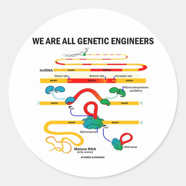 Adesivo Redondo Somos Todos Engenheiros Genéticos (Splicing RNA) (Frente)