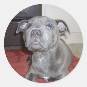 Adesivo Redondo Sooky Blue Staffordshire Bull Terrier Puppy,