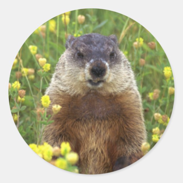 Adesivo Redondo Sou o Groundhog Sticker (Frente)