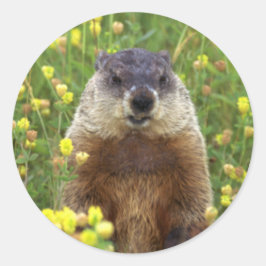 Adesivo Redondo Sou o Groundhog Sticker