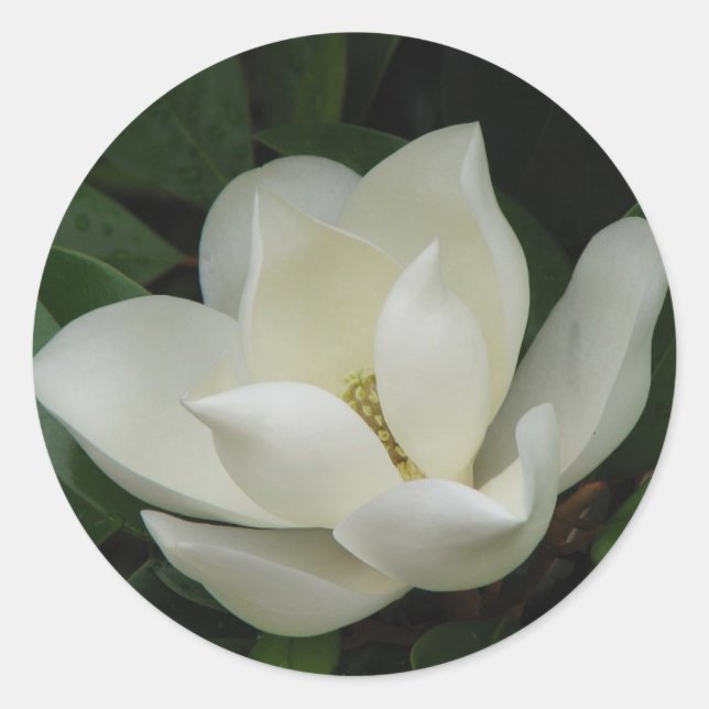 Adesivo Redondo Southern Magnolia Bloom (Frente)
