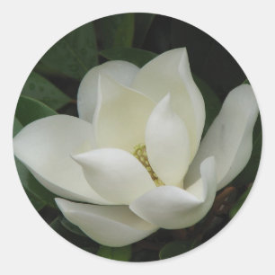 Adesivo Redondo Southern Magnolia Bloom