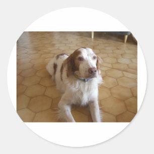 Adesivo Redondo spaniel de brittany laying.png