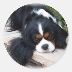 Adesivo Redondo Spaniel de rei Charles descuidado