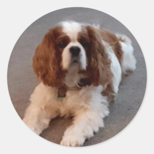 Adesivo Redondo Spaniel de rei Charles descuidado adorável