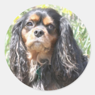 Adesivo Redondo Spaniel de rei Charles descuidado pintado