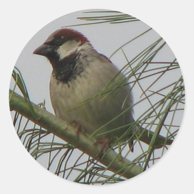 Adesivo Redondo Sparrow de chipset (Frente)