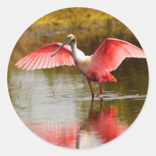 Adesivo Redondo spoonbill