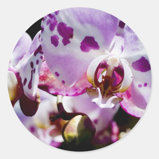 Adesivo Redondo Spotty Orchid (Frente)