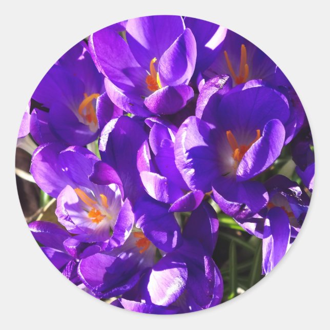 ADESIVO REDONDO SPRING CROCUS (Frente)