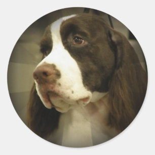 Adesivo Redondo Springer Spaniel Sticker