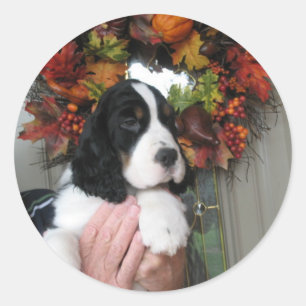 Adesivo Redondo Springer Spaniel Stickers