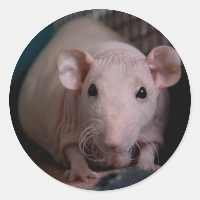 Adesivo Redondo Sr. Wiggles (Frente)