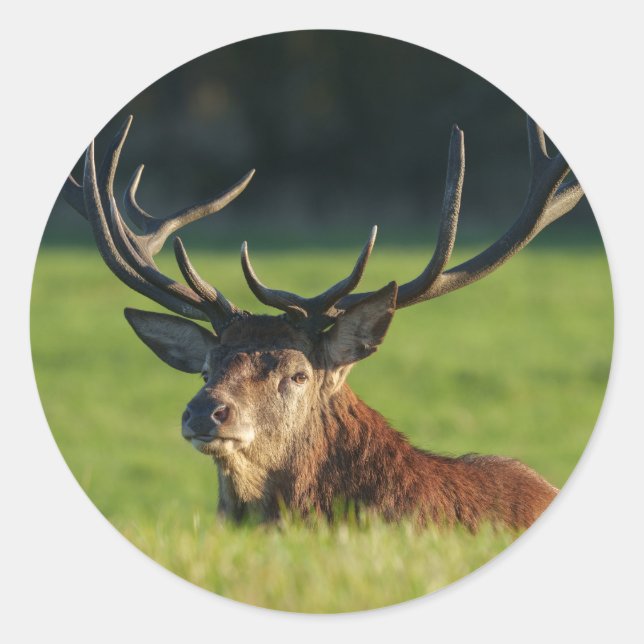 Adesivo Redondo Stag A Descansar Na Grama Verde (Frente)