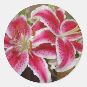 Adesivo Redondo Star Gazer Lily Sticker