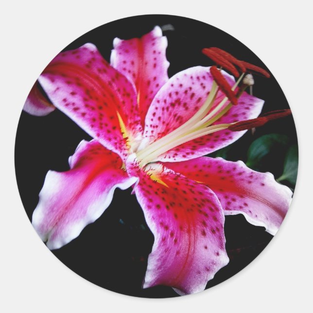 Adesivo Redondo Stargazer Lily (Frente)