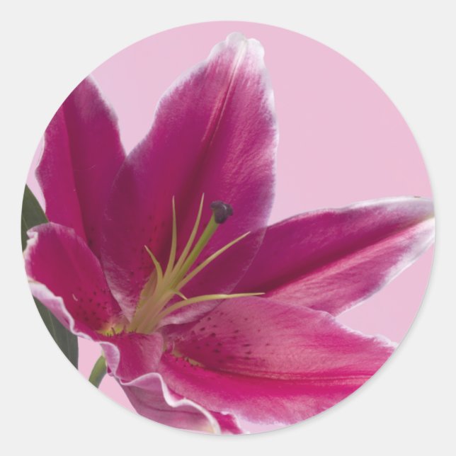 Adesivo Redondo Stargazer Lily (Frente)