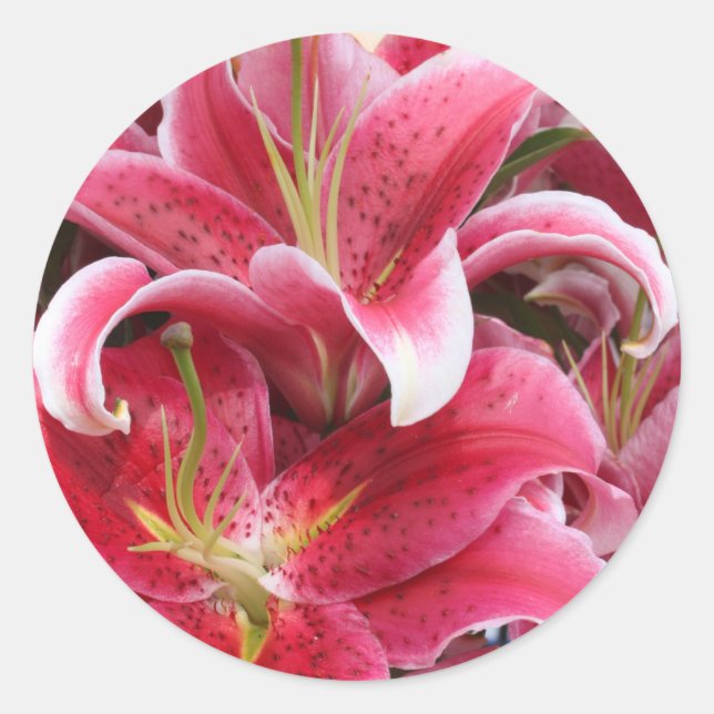 Adesivo Redondo Stargazer Lily (Frente)