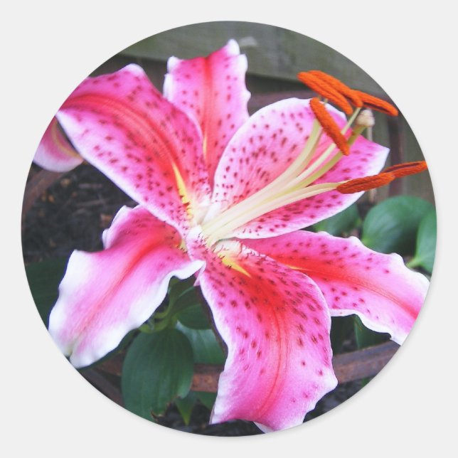 Adesivo Redondo Stargazer Lily (Frente)