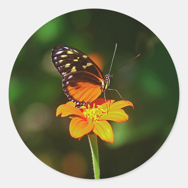 Adesivo Redondo Sticker (Frente)