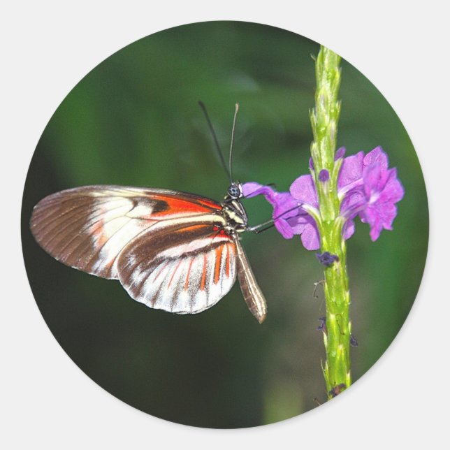 Adesivo Redondo Sticker (Frente)