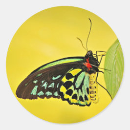 Adesivo Redondo Sticker