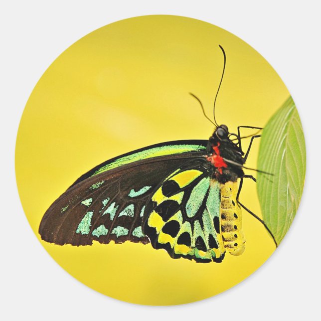 Adesivo Redondo Sticker (Frente)