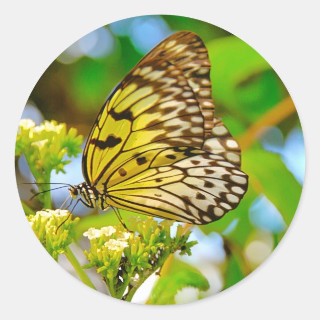 Adesivo Redondo Sticker (Frente)