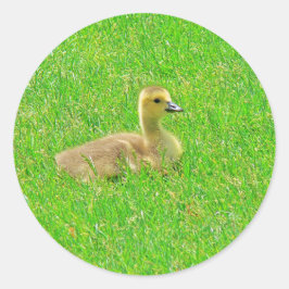 Adesivo Redondo Sticker