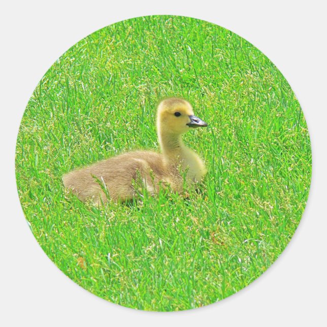 Adesivo Redondo Sticker (Frente)