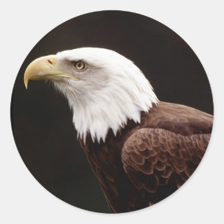 Adesivo Redondo Sticker Bald Eagle Americano