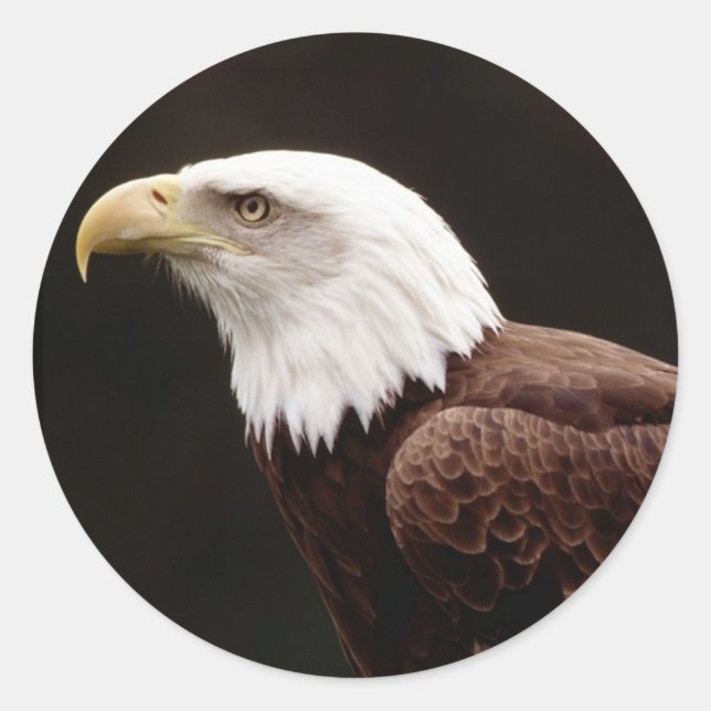 Adesivo Redondo Sticker Bald Eagle Americano (Frente)