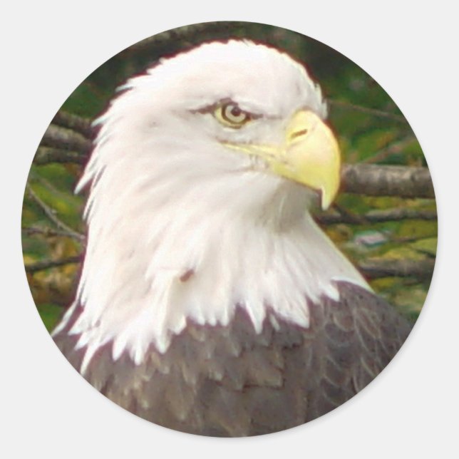 Adesivo Redondo Sticker Bald Eagle Americano (Frente)