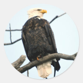 Adesivo Redondo Sticker Bald Eagle Americano