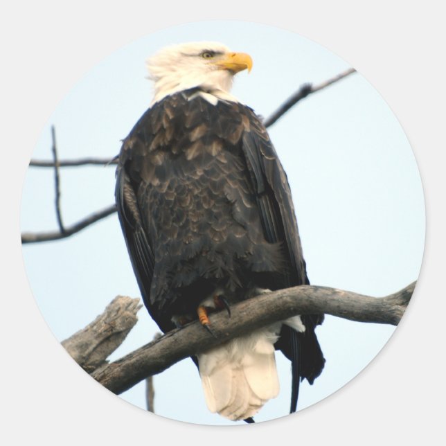 Adesivo Redondo Sticker Bald Eagle Americano (Frente)